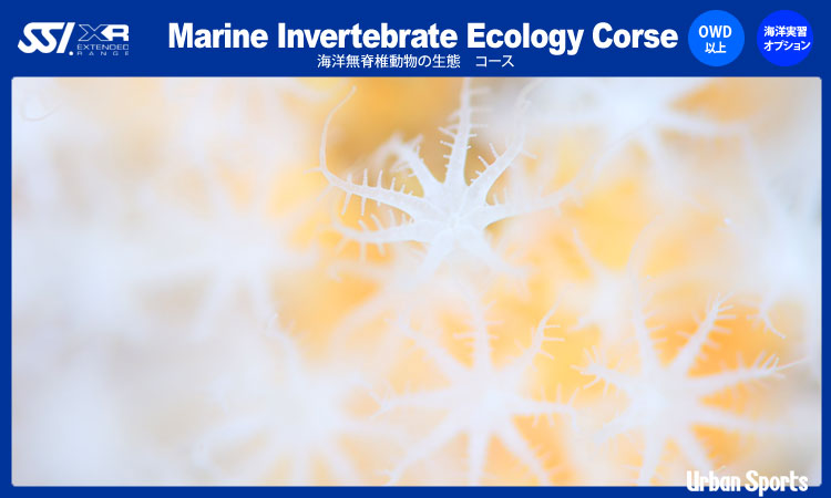 Marine Invertebrate Ecology Course