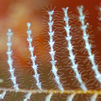 Marine Invertebrate Ecology Course